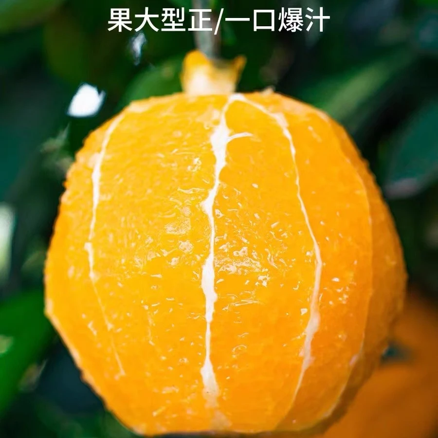 【好吃】赣南脐橙送好礼原产地果园现摘现发新鲜带箱高品质精品果