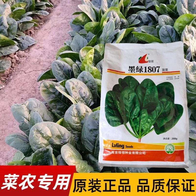 墨绿1807菠菜种子早熟高产叶肉肥厚黑圆叶抗寒越冬四季蔬菜籽