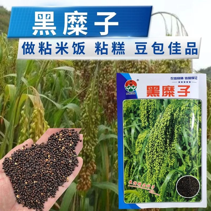 黑糜子种子糜子种子糜子稷黍子种子软糯香 春夏季播五谷杂粮种子