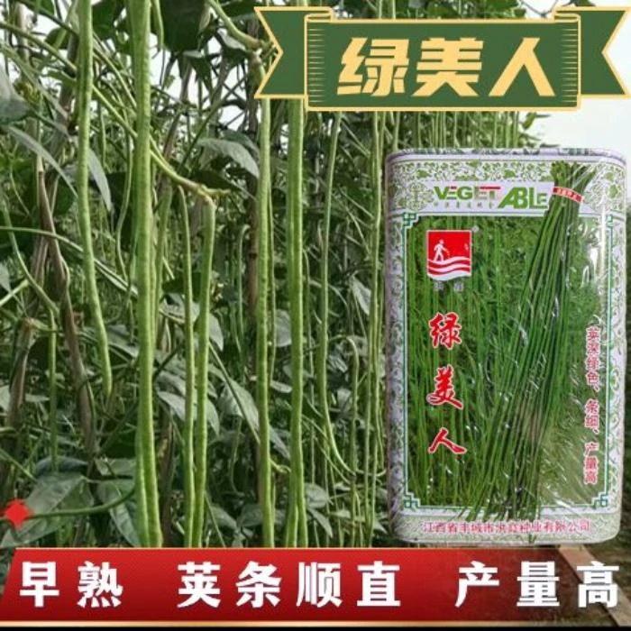 绿美人长豇豆种子长豆角种子早熟高产条直纤维少春秋露地大田豆角