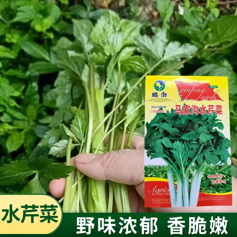 野生水芹菜种子马家沟水芹菜种子耐热耐寒耐涝水培土培蔬菜四季种