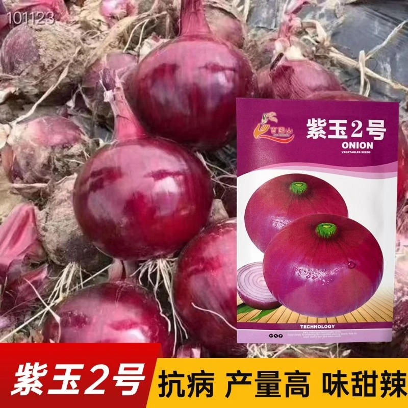 紫玉2号洋葱种子 紫红皮扁圆洋葱种子圆葱头种子秋播四季蔬菜种子