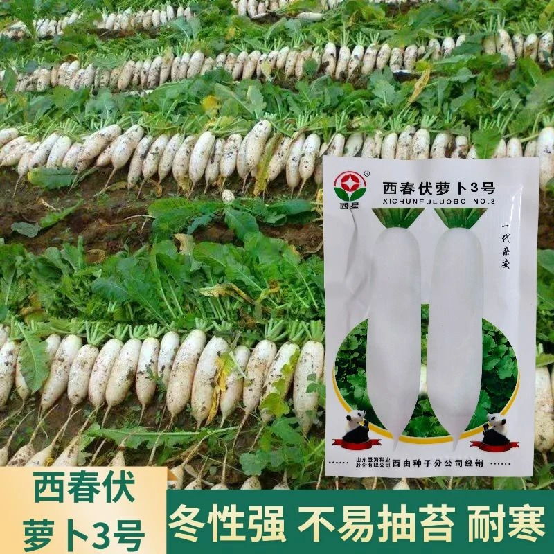 西星白萝卜种子春秋白萝卜种子白玉春萝卜籽冬性强不易抽苔菜种子