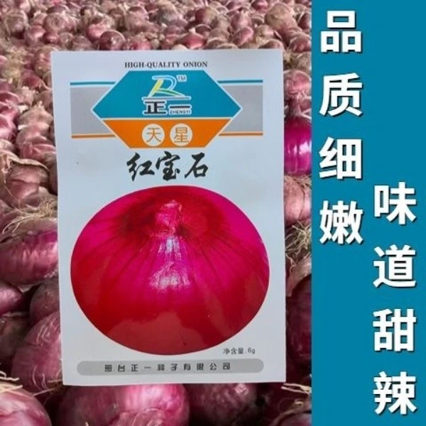 红宝石洋葱种子紫皮红皮洋葱籽种扁圆早熟高产辣甜脆秋播菜种子