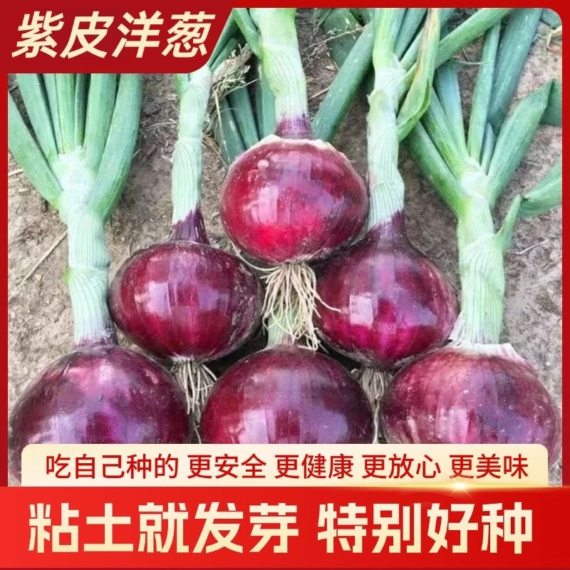 【新种上市】四季红皮洋葱种子特大紫皮圆葱蔬菜种籽早熟耐寒易种