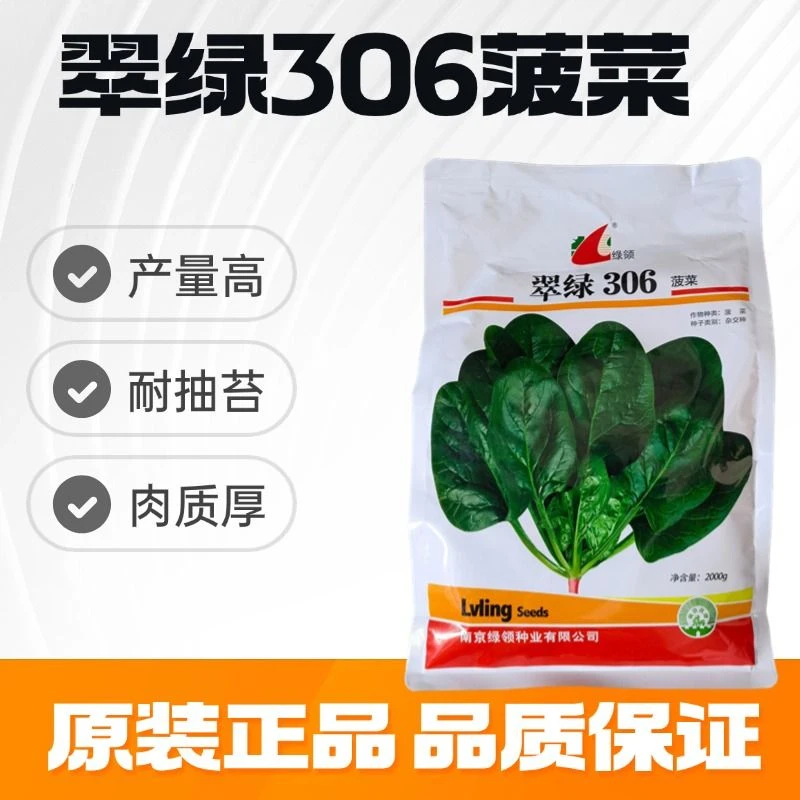 绿领翠绿306杂交菠菜种子抗热耐寒圆叶菠菜春夏秋蔬菜子大田专用