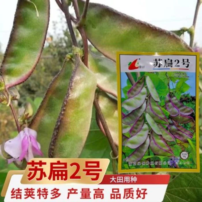 苏扁2号紫边眉豆种子紫边扁豆种子猪耳朵眉豆籽春秋播种蔬菜种子