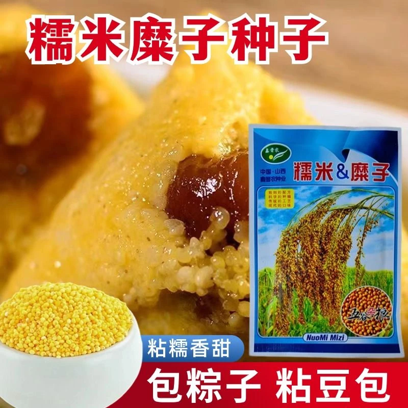 糯米糜子种子糯黍子大黄米种子糜子种子包粽子豆包专用粽子米种子