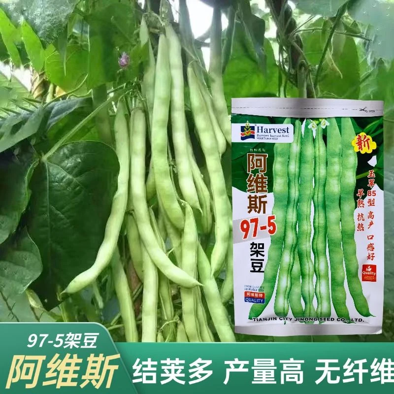 阿维斯97-5架豆王种子无筋架豆种子白绿芸豆直顺白不老豆角种籽条