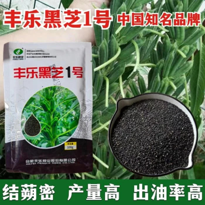 丰乐黑芝麻1号芝麻种子高产高油黑芝麻种子五谷杂粮种子春夏播种