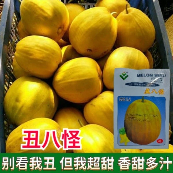 丑八怪甜瓜种子冰糖甜脆四棱瓜籽甜脆香甜瓜大田用种四季蔬果种籽