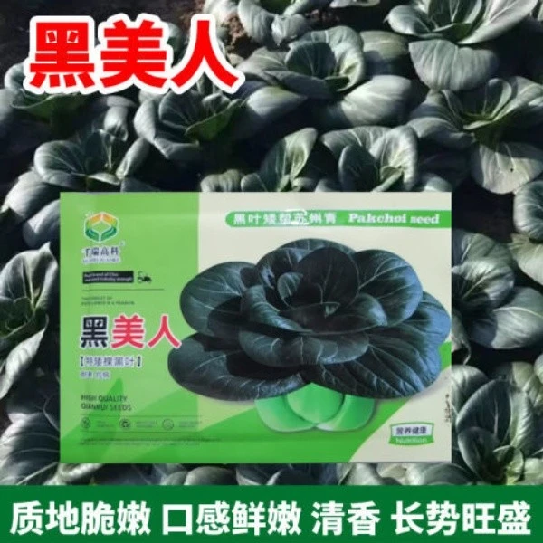 苏州青黑大头种子黑美人黑叶特矮棵耐寒抗病脆嫩四季小青菜种子