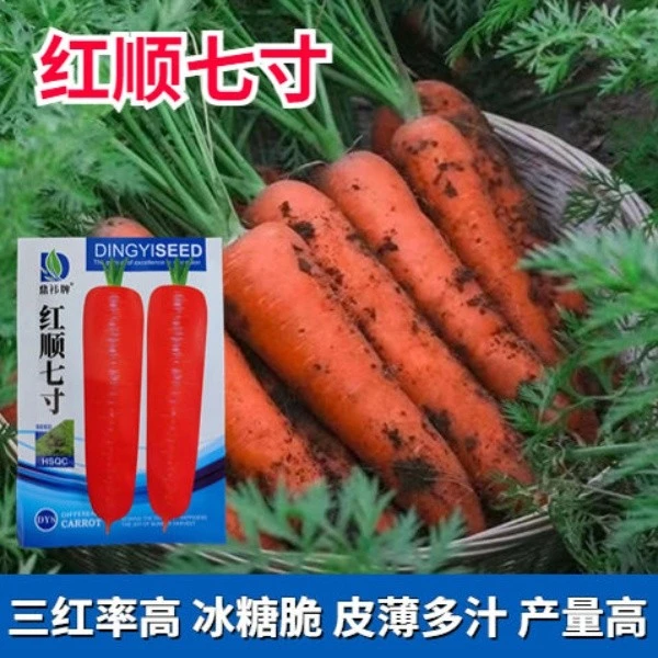 红顺七寸胡萝卜种子三红七寸胡萝卜种子三红率高菜园秋季蔬菜种孑