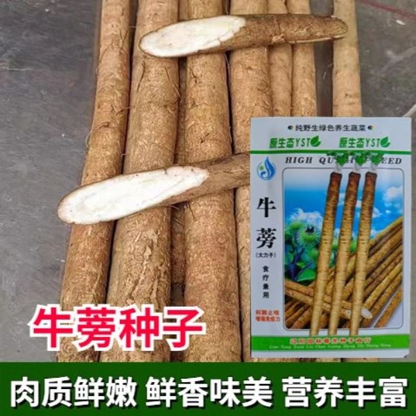 牛蒡种子药材牛蒡子种籽茶四季播种简单易管理芽率高四季蔬菜种子