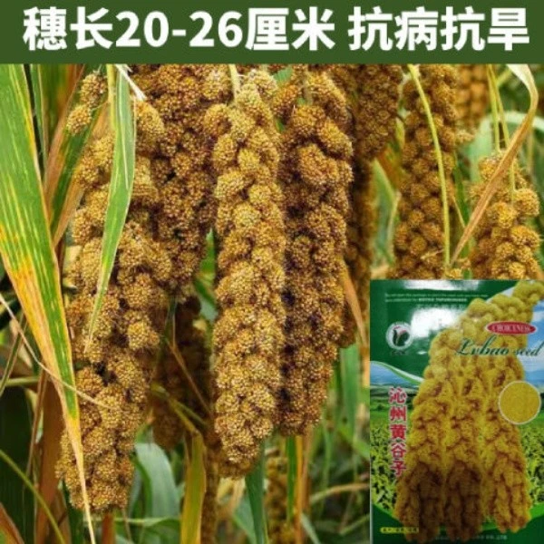 沁州黄小米谷子种子 优质抗倒抗旱新谷种黄小米粮食种子春夏播种