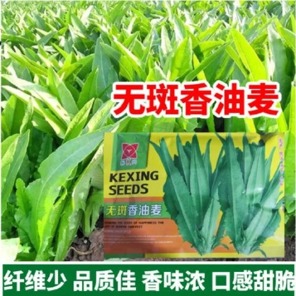 无斑香油麦种子四季香油麦菜夏季耐高温抗热高产抗病四季蔬菜种子