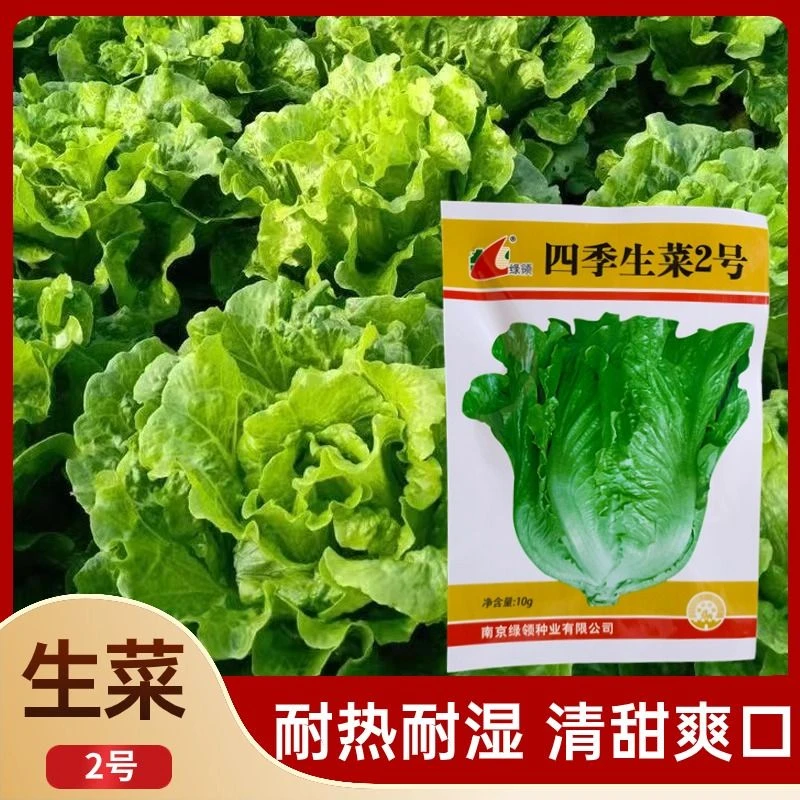 四季生菜2号生菜种子籽种四季播种蔬菜奶油可生吃菜籽种孑耐寒