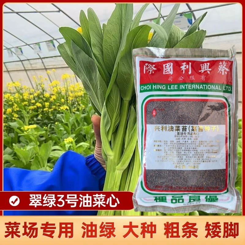 翠绿3号甜菜心种子速生四九甜脆菜心耐热油青菜菜农专用青菜苔籽