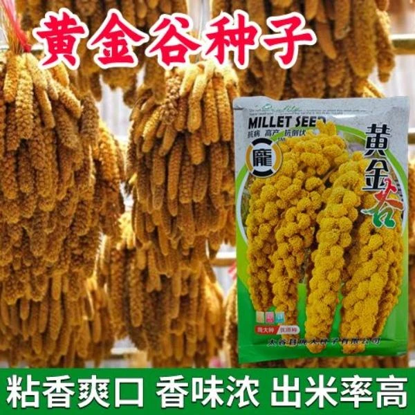 黄金谷种子黄谷小香米种籽矮杆大穗谷种谷子种孑黄谷粟米小香米籽