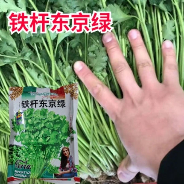铁杆东京绿香菜种子大叶香菜籽菜种子四季易播种特香真香高产耐寒