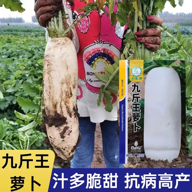 九斤王萝卜种子白萝卜种籽秋冬耐寒抗病高产长萝卜种孑蔬菜种子
