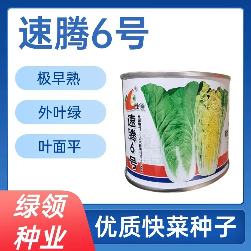 绿领速腾6号快菜种子小白菜种籽夏季耐热耐湿速生毛白菜籽四季播