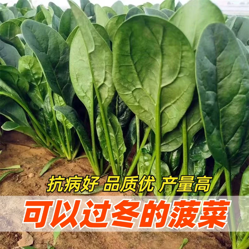 耐寒可越冬大叶菠菜种子菠菜籽高产抗病性强红根菠菜种籽蔬菜种子