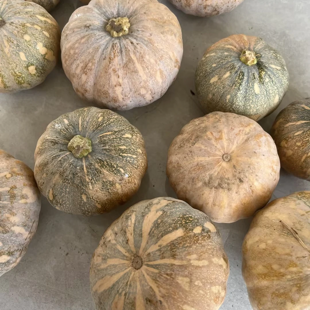 湖北松滋本地小南瓜非贝贝南瓜