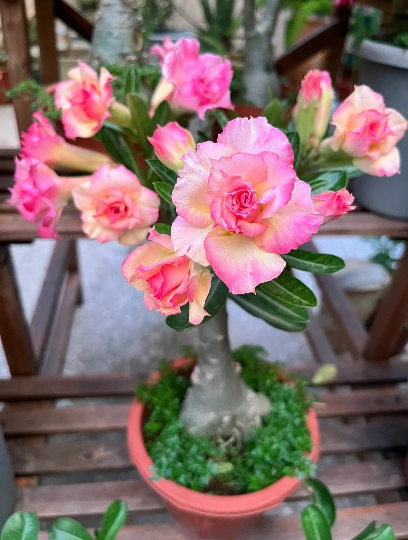 稀有品种沙漠玫瑰重瓣多色盆栽阳台庭院四季开花懒人植物新手好养