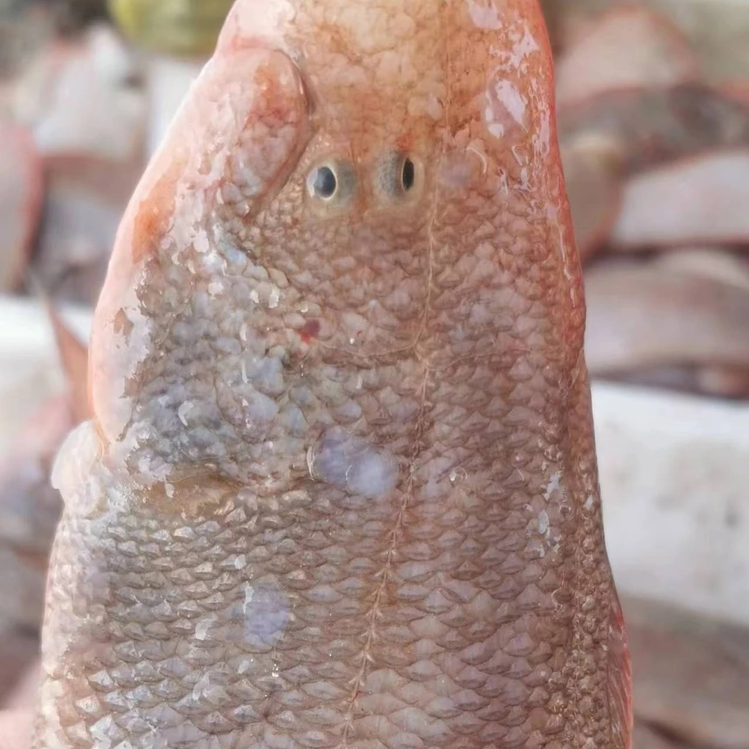 龙利鱼（粗鳞） 福建省连江县东海野生