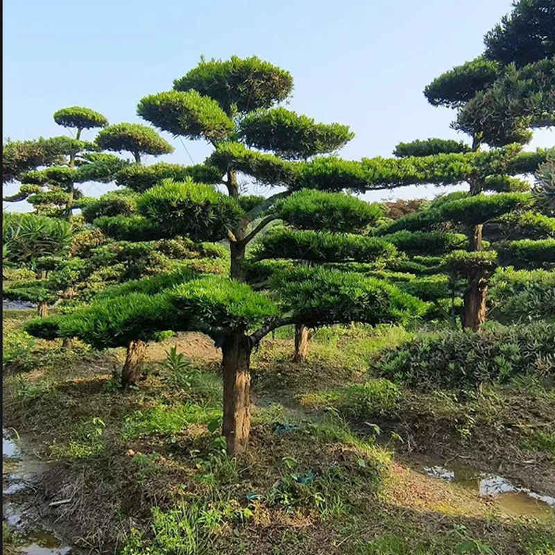 罗汉松造型树大树大门口别墅庭院四季常青不落叶植物工程绿化盆景
