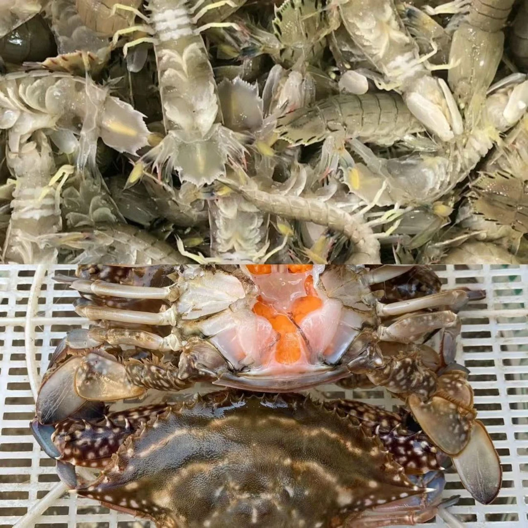 套餐！！皮皮虾（母)+梭子蟹（母）大虾同城送