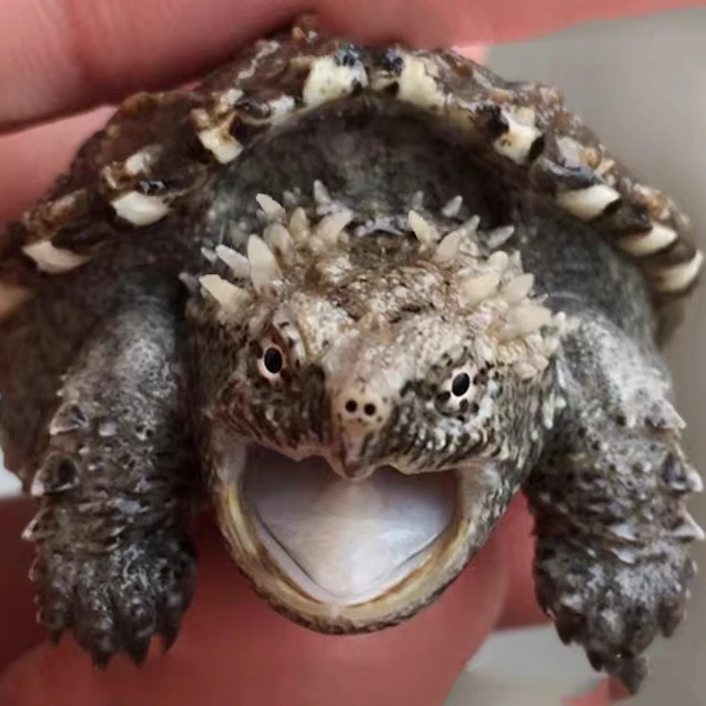 （人工养殖）直播挑选原种佛纯佛暴刺纯佛苗佛龟宠物纯佛观赏龟