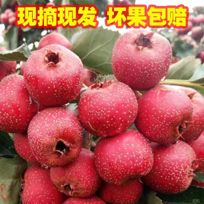 茗果爱高端现摘新鲜甜山楂酸甜水果鲜果农家自种儿童老人糖葫芦
