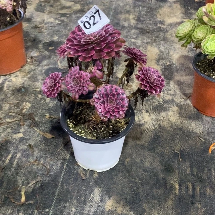 027多肉植物黑铜白