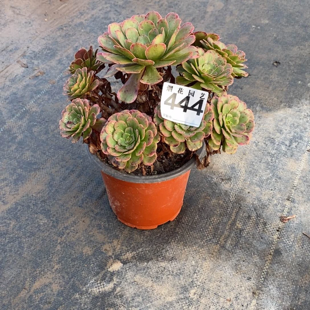 444多肉法师植物黑金刚