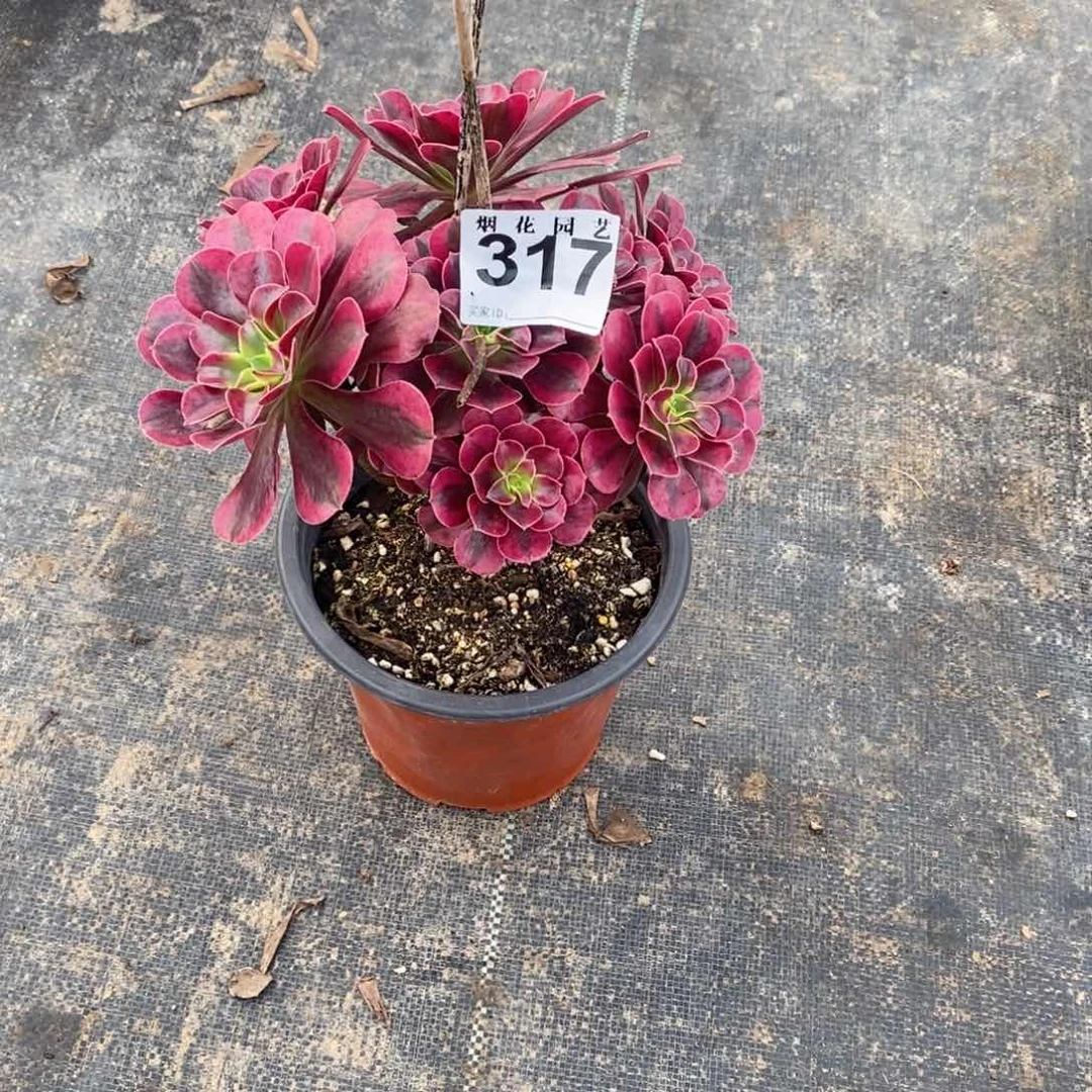 烟**陌317多肉法师植物美杜莎