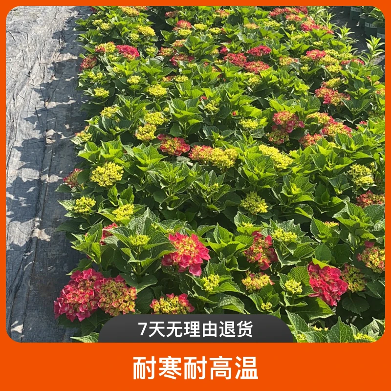 一加仑贵州露天绣球老桩-耐晒耐高温基地直发