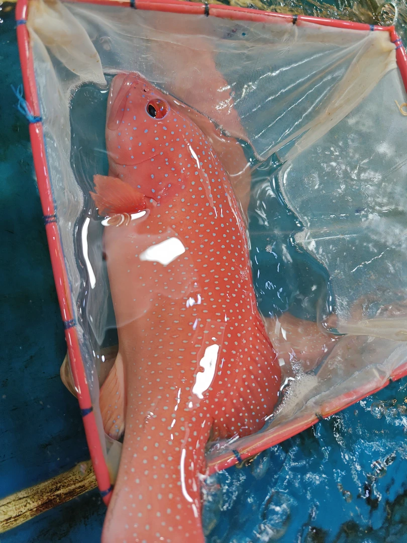 【鲜活】东星斑1.2斤-1.6斤/条