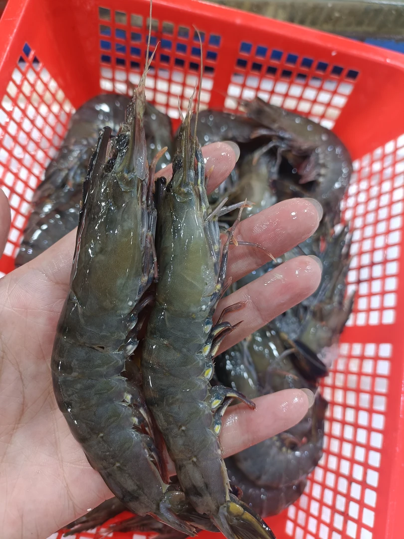 断氧福利黑虎虾3斤