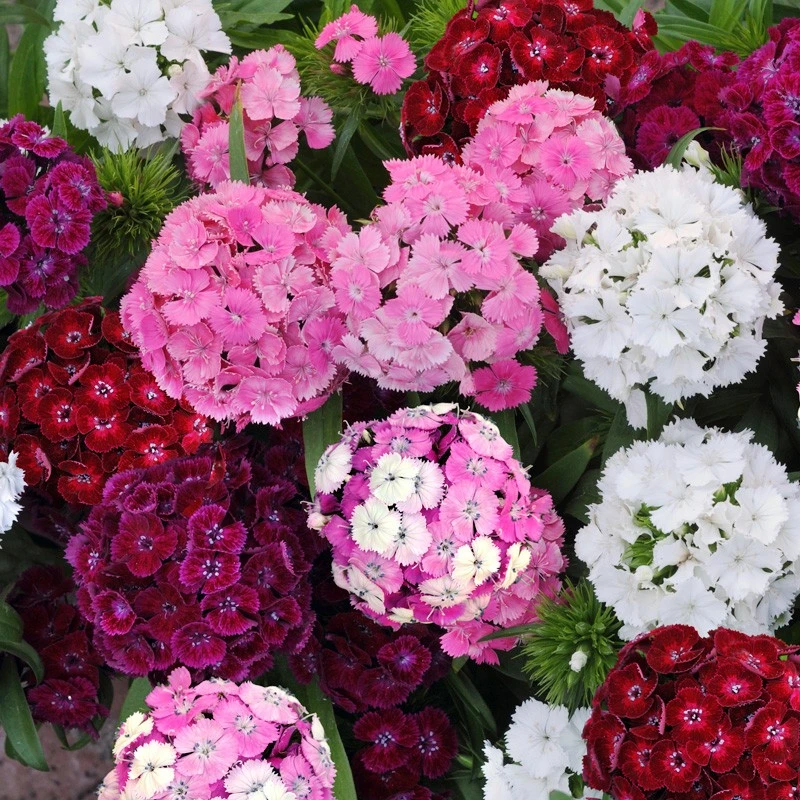 进口美国石竹种子秋播花种四季易种室内阳台盆栽花草花卉种子花籽