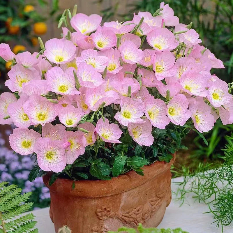 美丽月见草种子 阳台室内盆栽花园露台春季秋季容易播种 花卉种子