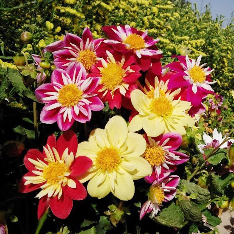 露心小丽花种子混色500粒 室外花园春秋季好发芽室内易播花卉种籽