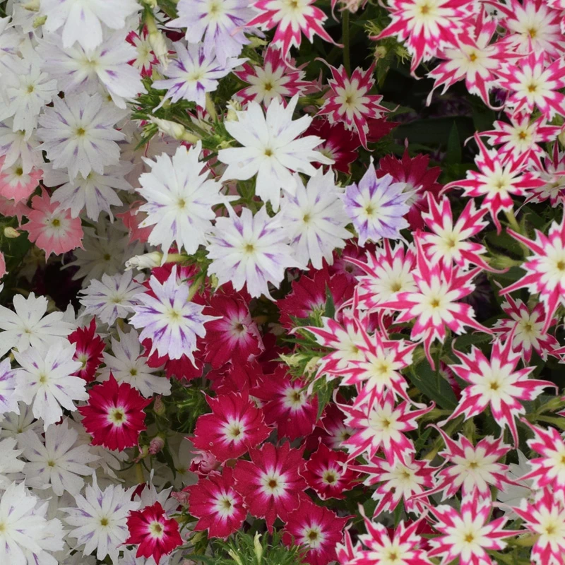 星花福禄考种子混色200粒 室外春季秋季好播易种庭院花园花卉种子