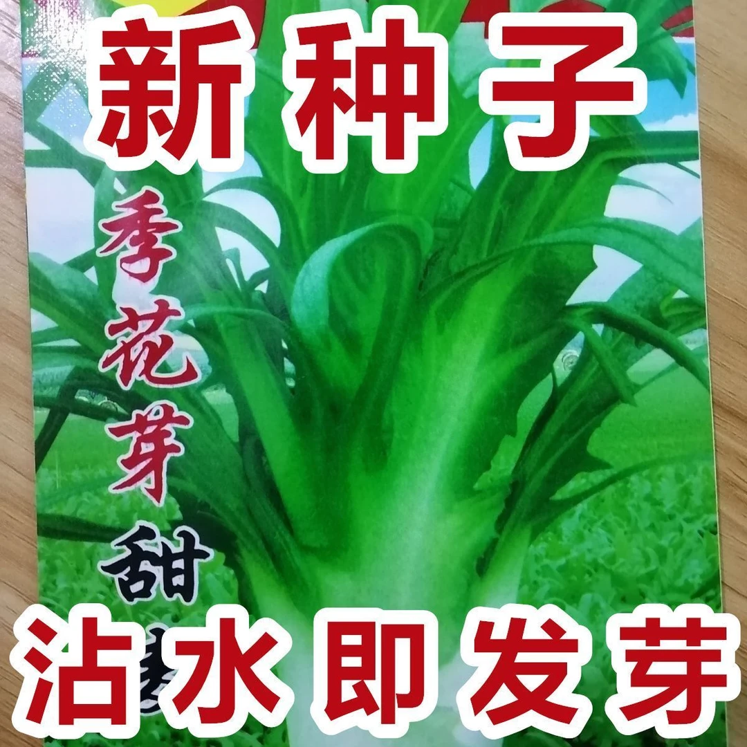 【新种上市】新西兰进口甜麦菜种子高产油麦菜籽四季蔬菜种子大全