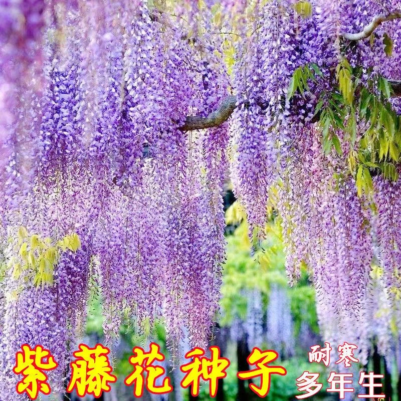紫藤花种子垂吊花卉植物种子四季开花高产花种子庭院阳台观景花卉