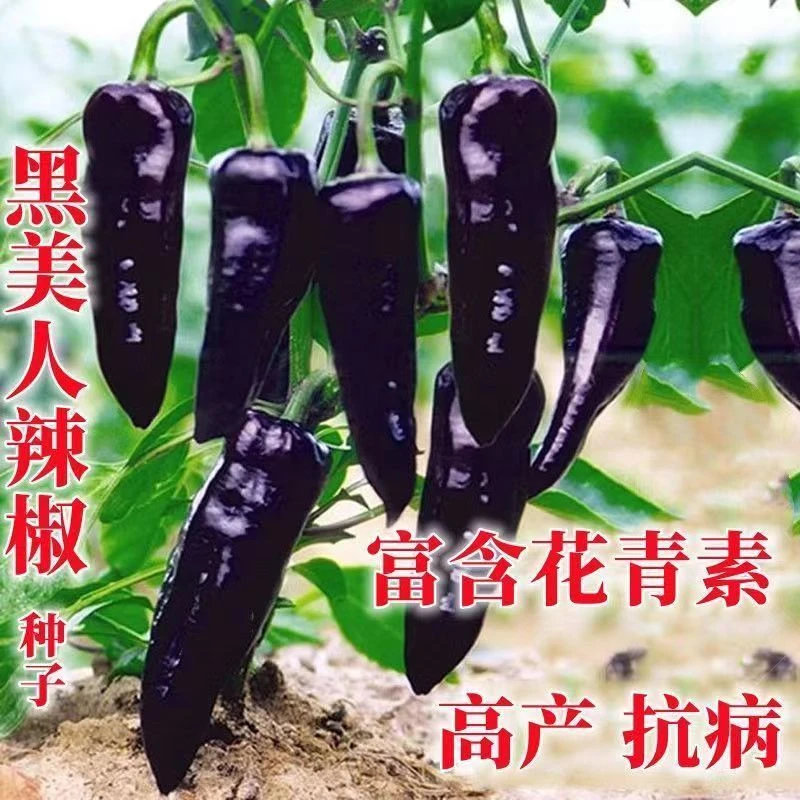 正宗紫辣椒种子紫妃尖椒种子黑美人紫羊角椒超长四季阳台盆栽种植