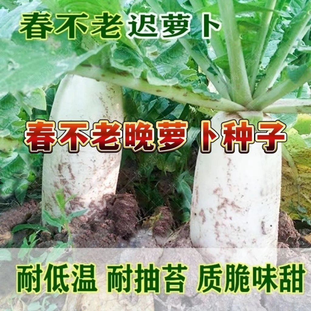 春不老晚萝卜种子特大九斤王阳台迟萝卜不空心甜专用蔬菜孑白萝卜