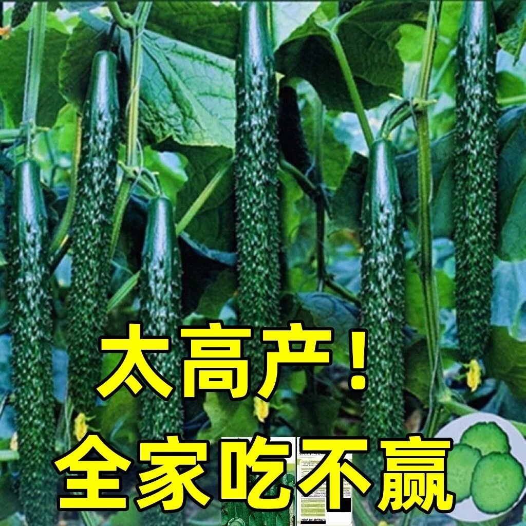 津研四号黄瓜种子绿皮绿瓤甜脆嫩绿黄瓜节节有瓜绿刺黄瓜蔬菜种子