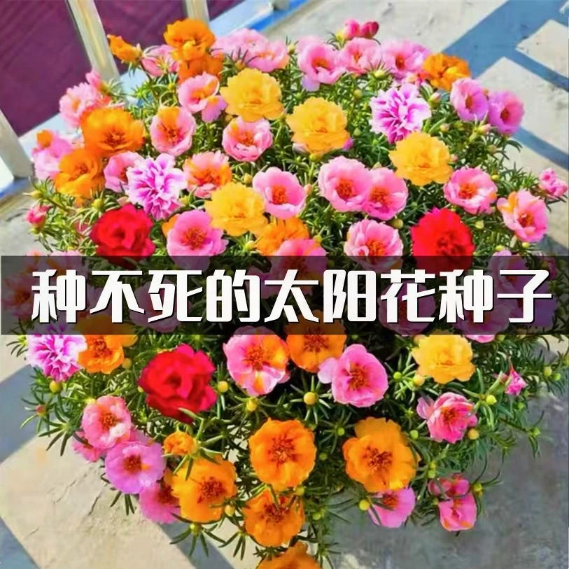 重瓣太阳花种子四季开花易活室内室外阳台庭院花园网红冻不死花籽